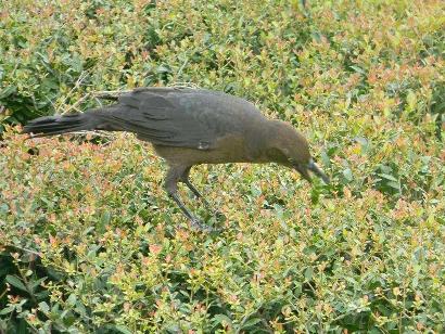 Grackle, Rice University Houston TX.