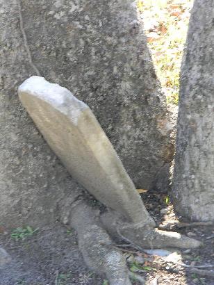 Houston TX - Olivewood Cemetery  Hackberry Tree and Tombstone