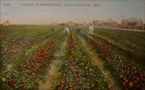 Houston TX - Strawberry Pickers 