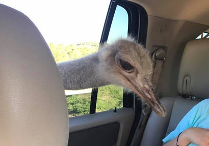 Drive-by Safari - Ostrich