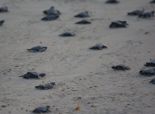 TX -  Baby sea turtles to sea