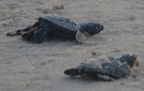 TX - baby Kemp's ridley turtles