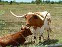 Texas Cattle Drives