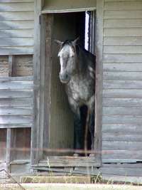 Horse in  the old schoolhouse