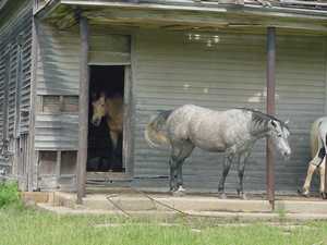 Horses on the porch of  old schoolhouse near Elk City, Texas