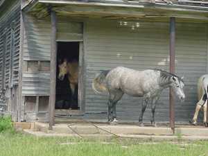 Horses on the porch of  old schoolhouse near Elk City, Kansas