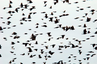 Black Birds Close Up