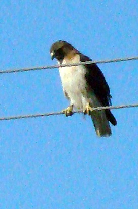 Red Tail Hawk