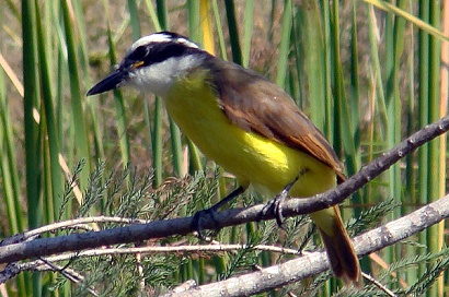 Great Kiskadee