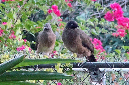 Plain Chachalaca