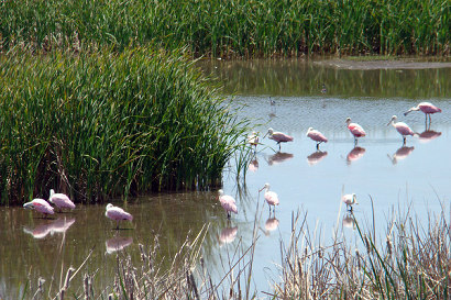 Roseate Spoonbill