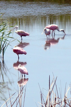 Roseate Spoonbill