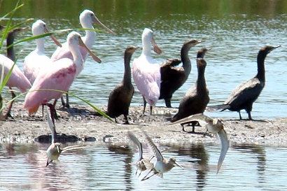 Pinks & Cormorants
