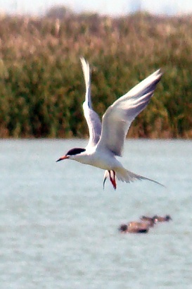 Common Tern