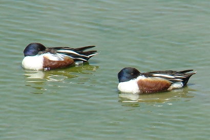 Northern Shoveler