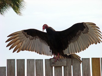 Buzzard -  Fulton TX