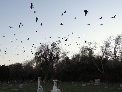 Buzzard Roost  in Weslaco TX