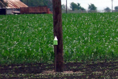 El 
Campo TX - Green Insect Trap