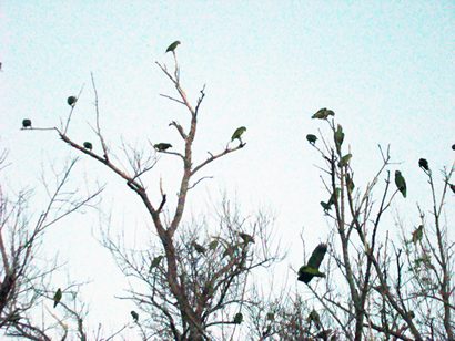 Green Parrots Arriving To Roost - Mercedes Texas