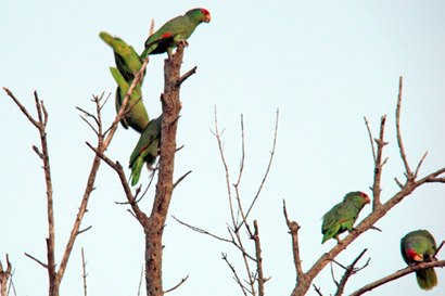 Green Parrots looking for a perch - Mercedes Texas