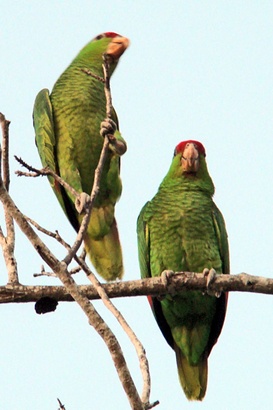 A pair of Green Parrots - Mercedes Texas