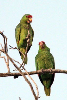 Green Parrots pair - Mercedes Texas