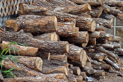 Pharr TX Uncle Roy BBQ Mesquite Wood Pile