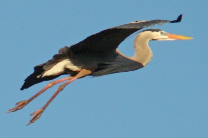 Texas heron - Flight with the neck in an “S” curve
