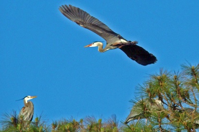 Texas heron home to nest