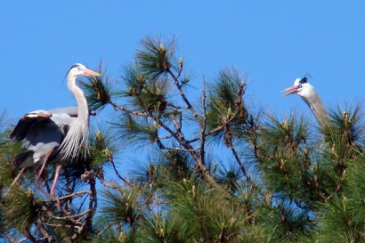 Texas herons nesting 