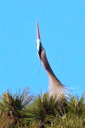 Texas heron nesting 