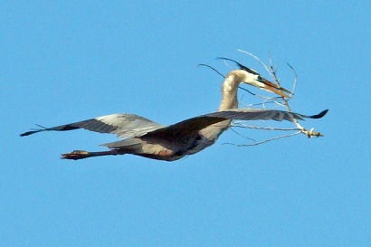 Texas heron - Flight with the neck modified for nest material 