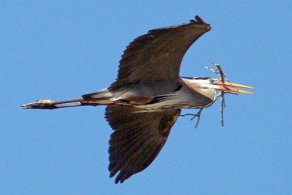 Texas heron - Flight with the neck in the conventional fold