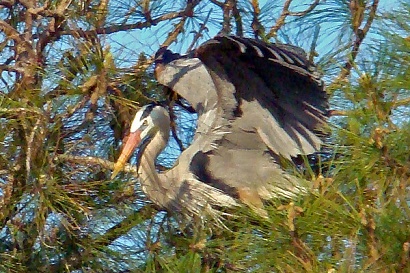 Texas heron - Breeding pair in nest