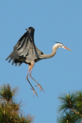 Texas heron in folding wings
