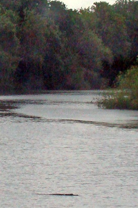 Tivoli TX - Baby Gator In Buffalo Lake