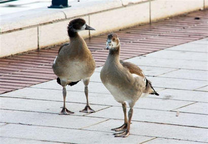 Juvenile Egyptian Ducks