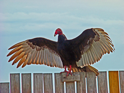Buzzard