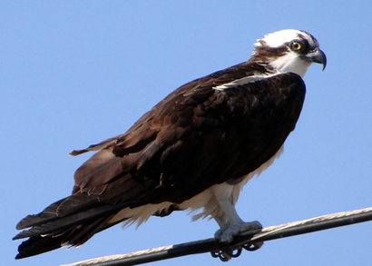 Osprey