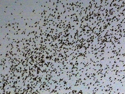 Purple Martins Roosting