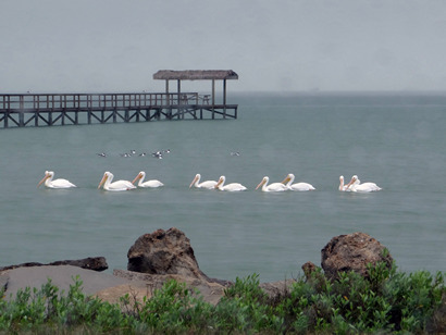 White Pelicans