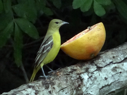 Orchard Oriole