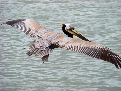 Brown Pelican