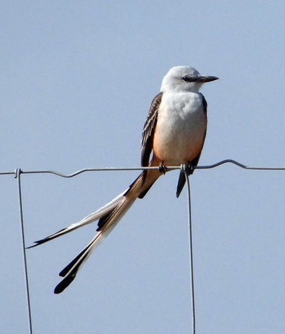 Scissor-tail Flycatcher