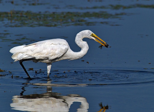 TX - Joe Pool Lake, Cedar Hill Park  - Great Egret