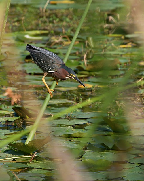 Green Heron, Joe Pool Lake, Cedar Hill Park, Texas