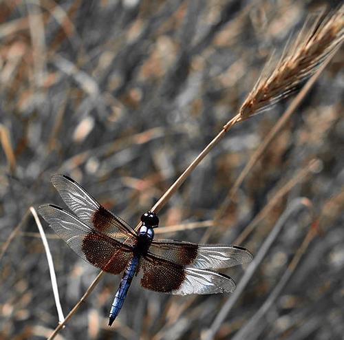 Dragon fly on wheat,  Joe Pool Lake, Texas