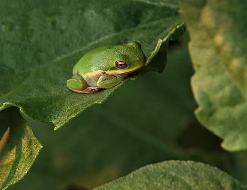 Frog, Joe Pool Lake, Cedar Hill Park, Texas