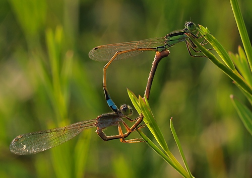 Joe Pool Lake TX - Dragon Flies