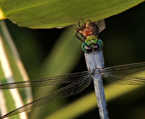 TX - Joe Pool Lake Dragon Fly Morning Snack 